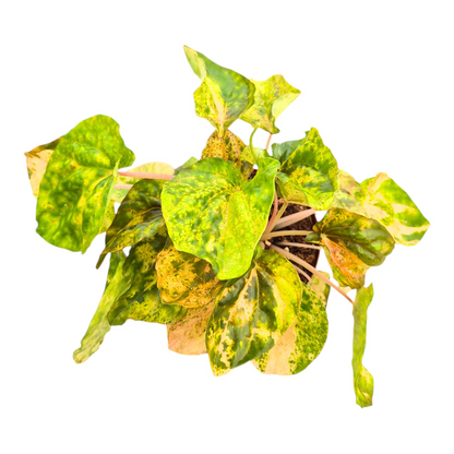 Peperomia Candora® Picasso 'LENCANPIC'
