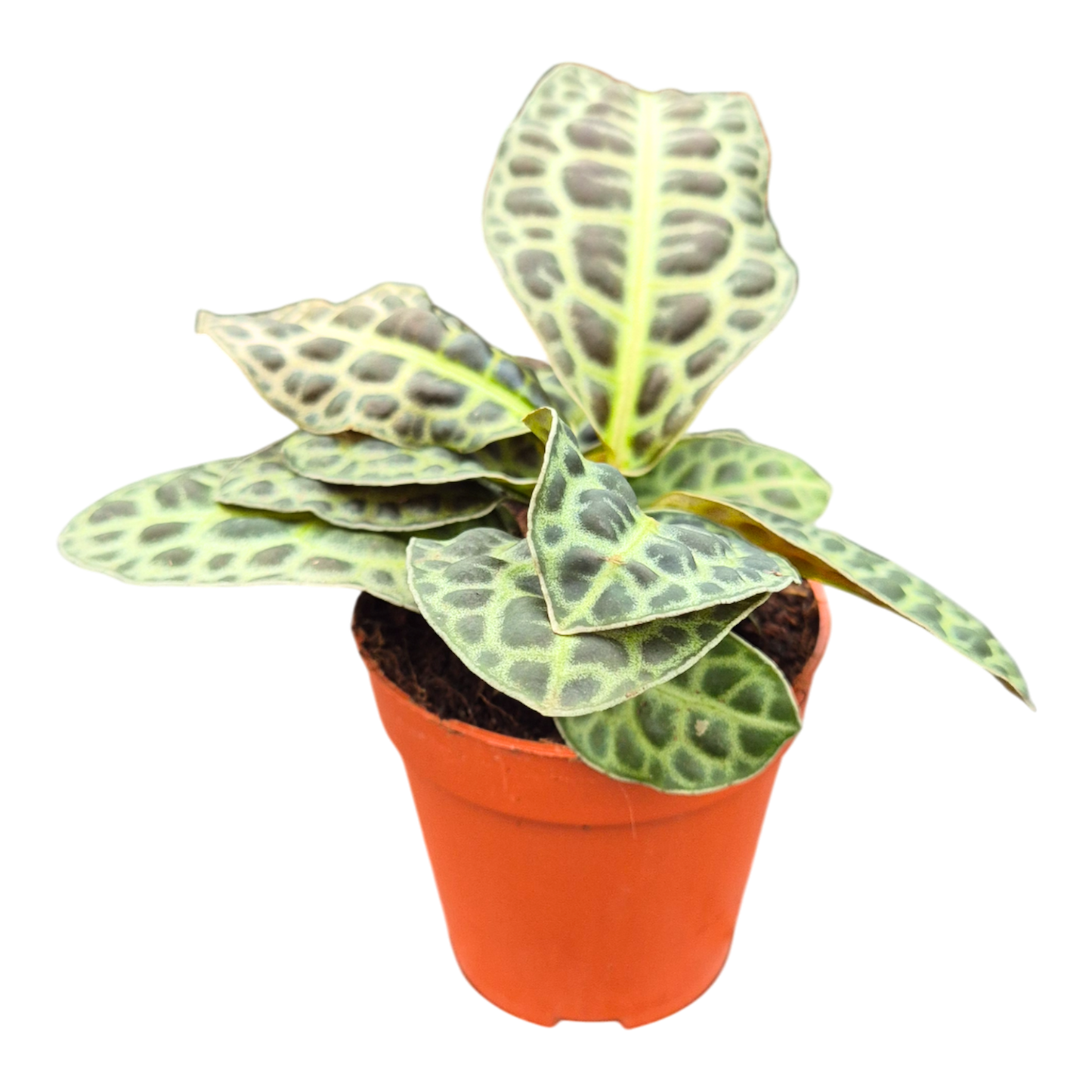 Labisia Kura Kura