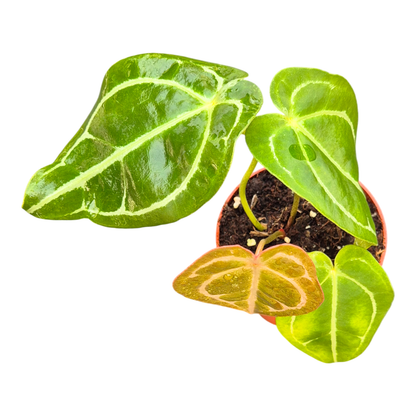 DocBlock Anthurium Crystal Red® '12' X Forgetii '57'