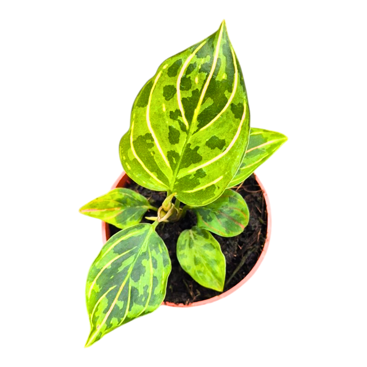 Aglaonema Red Army