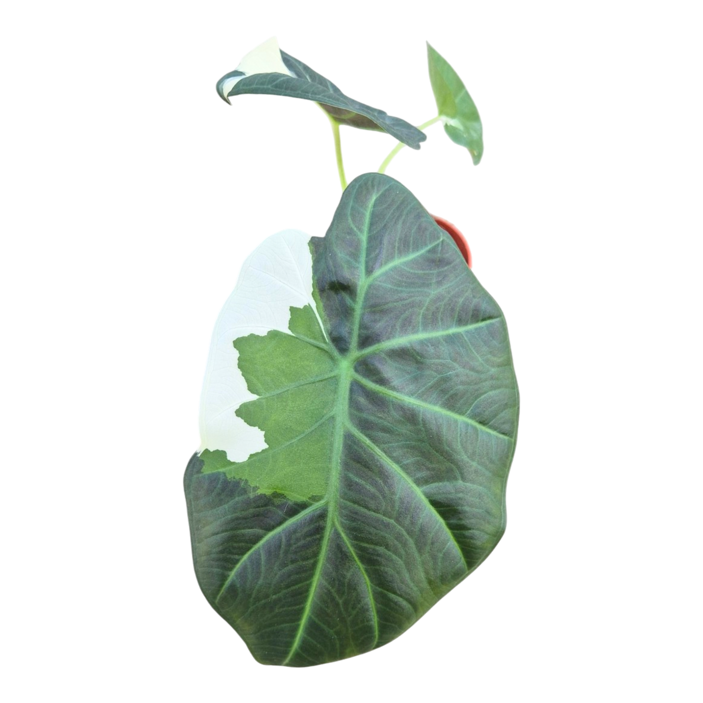 Selected Alocasia Regal Shields Variegata