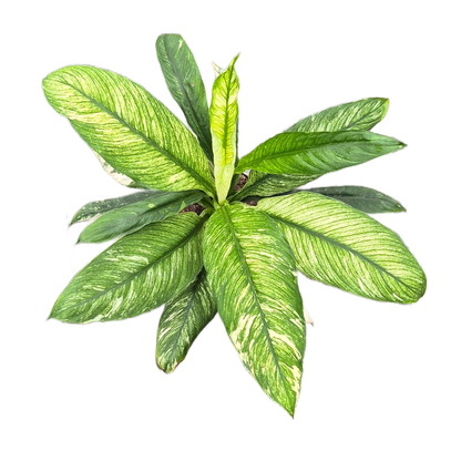 Spatiphyllum Sensation Variegata