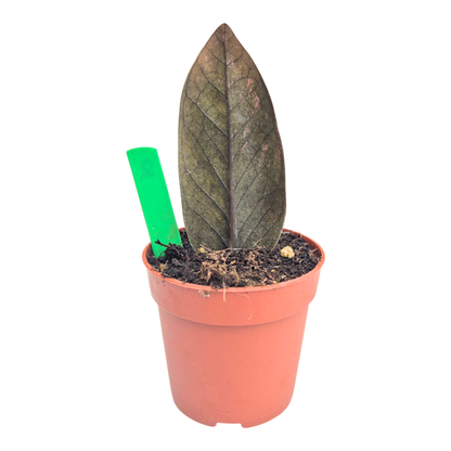 Selected Zamioculcas Black Pink Orange