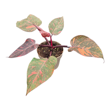 Philodendron Orange Princess Galaxy