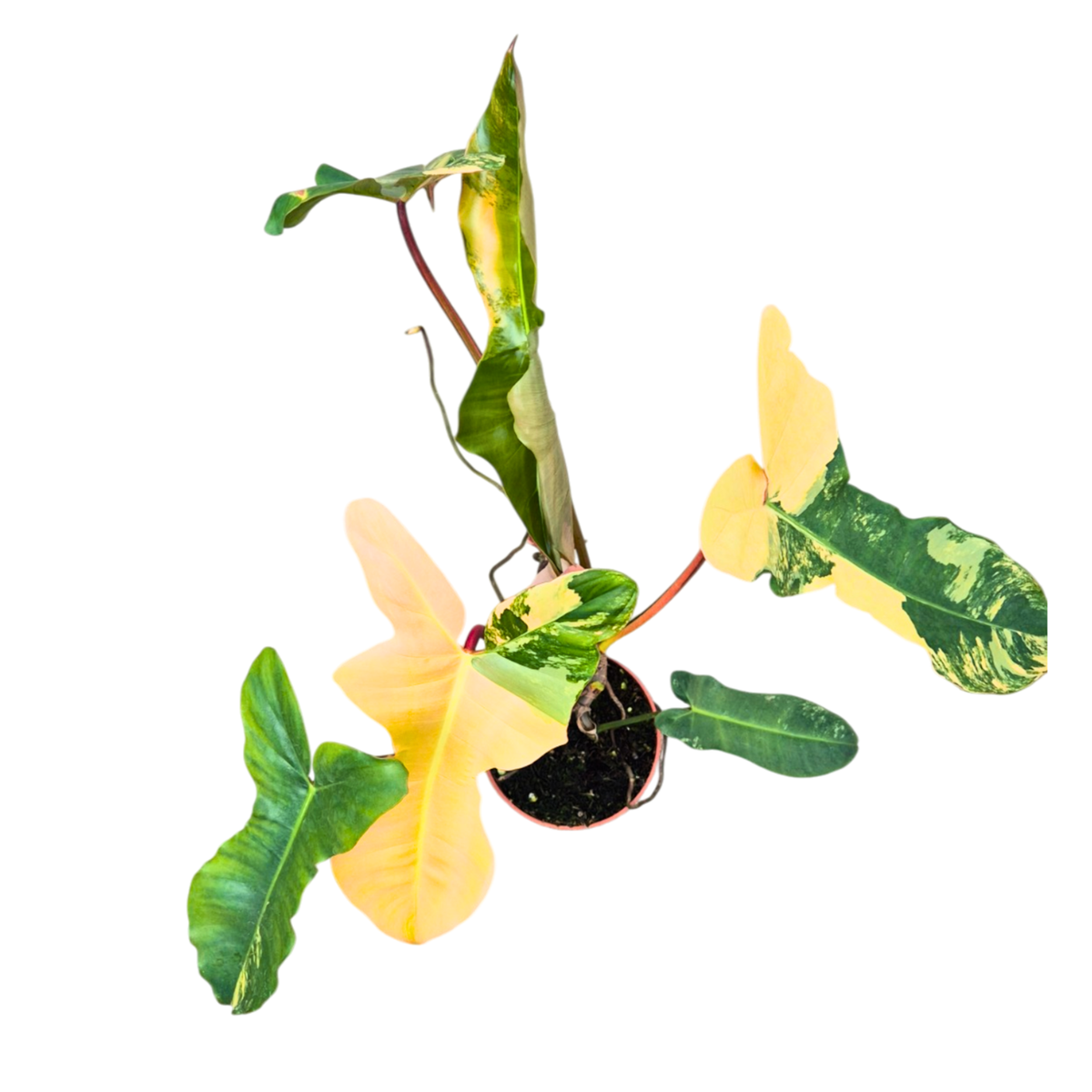 Selected Philodendron Florida Beauty X Billietiae Variegata