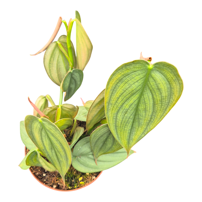 Philodendron Burle Marx Fantasy