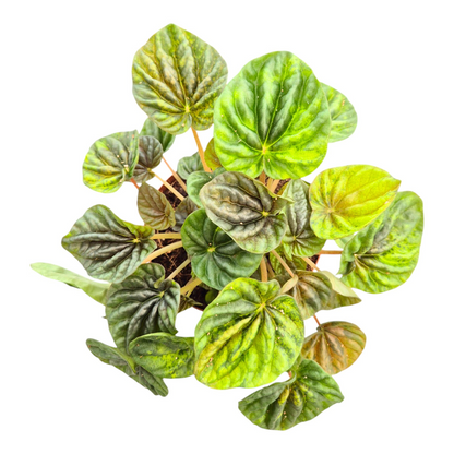 Peperomia Candora® Vermeer 'LENCANVER'
