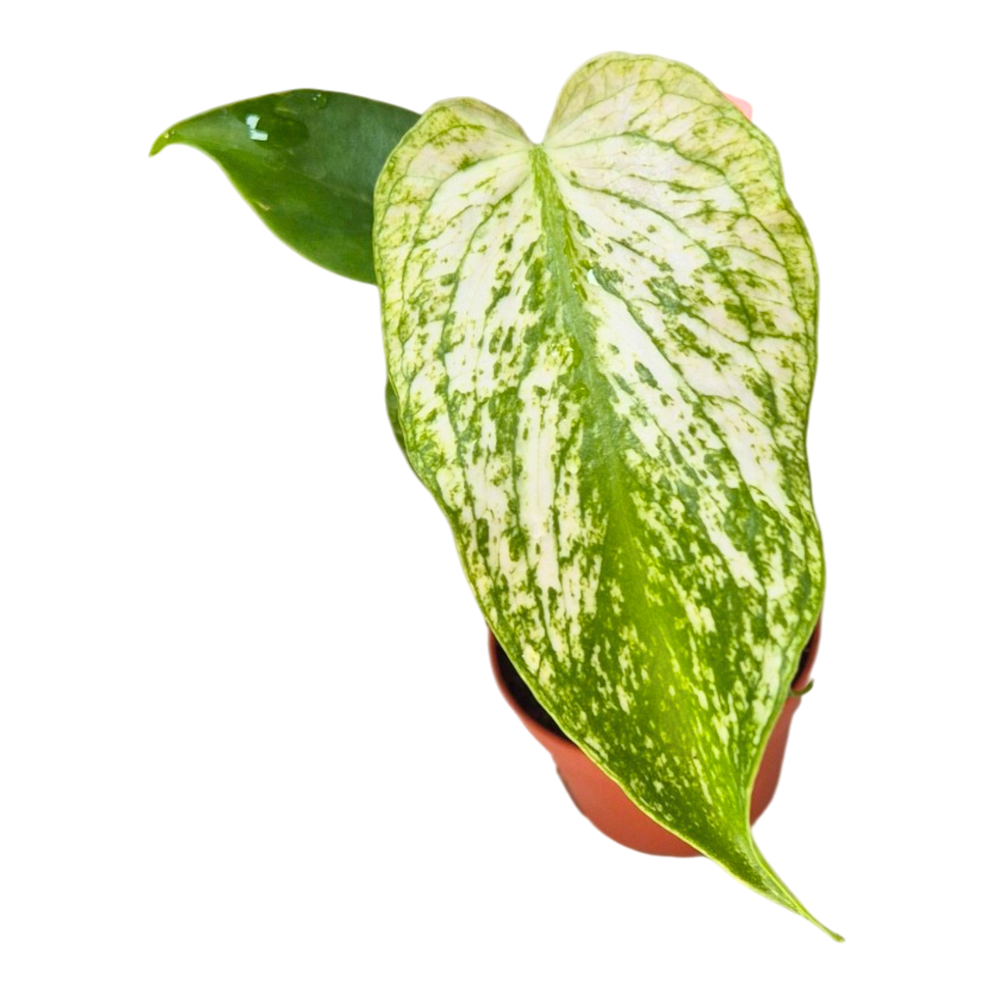 Selected Monstera Devil Monster