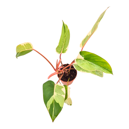 Philodendron Shady Lady