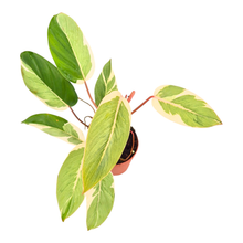 Philodendron Shady Lady