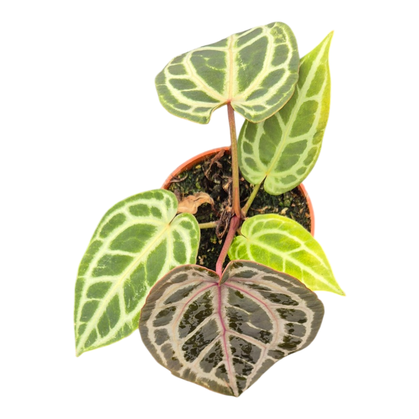 DocBlock Anthurium Zara® '14' X Home, Sweet Home® '32'