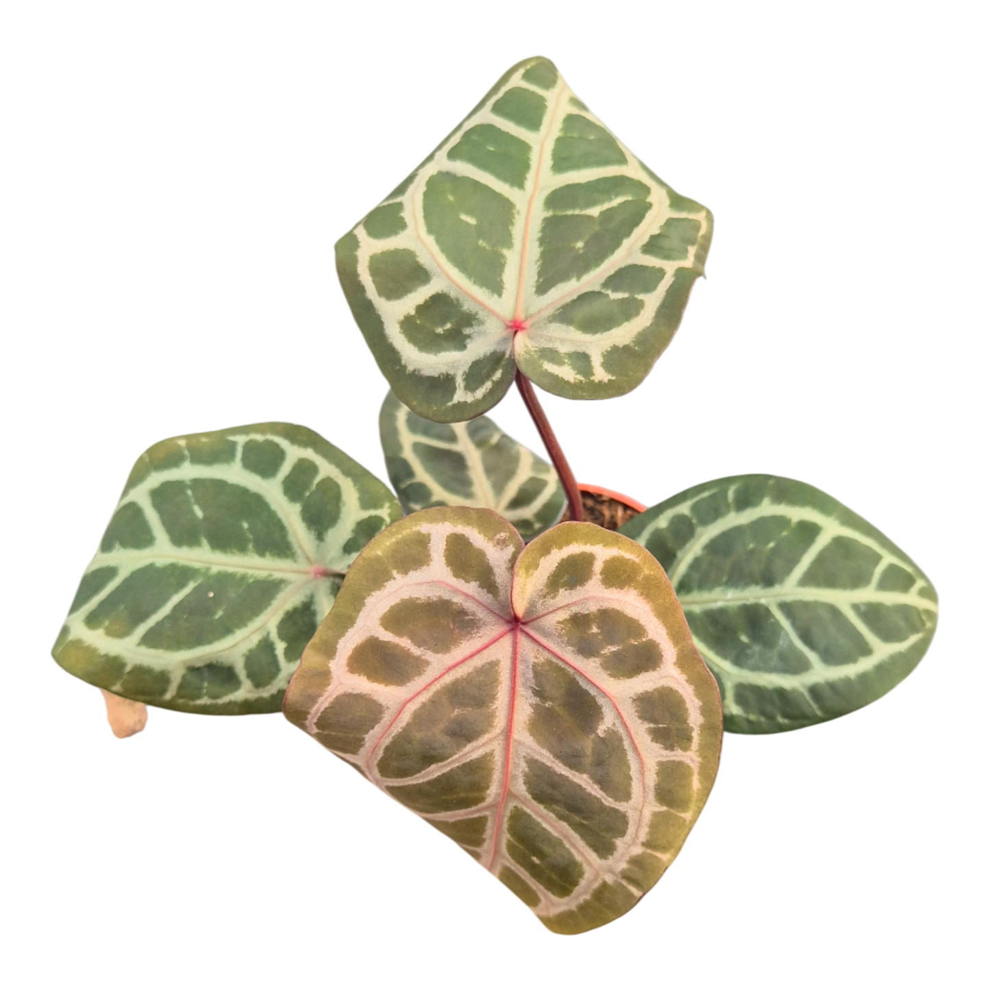 DocBlock Anthurium Zara® '31' × Crystal Red® '12'