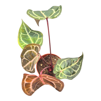 DocBlock Anthurium Zara® '14' X Zara® '14'