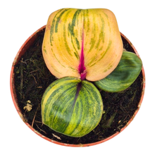 Geogenanthus ciliatus "Aura Flame"
