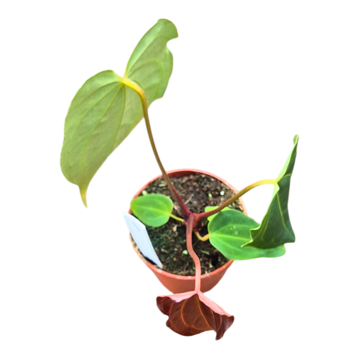Selected DocBlock Anthurium Black Widow® '43' X Black Widow® '43'