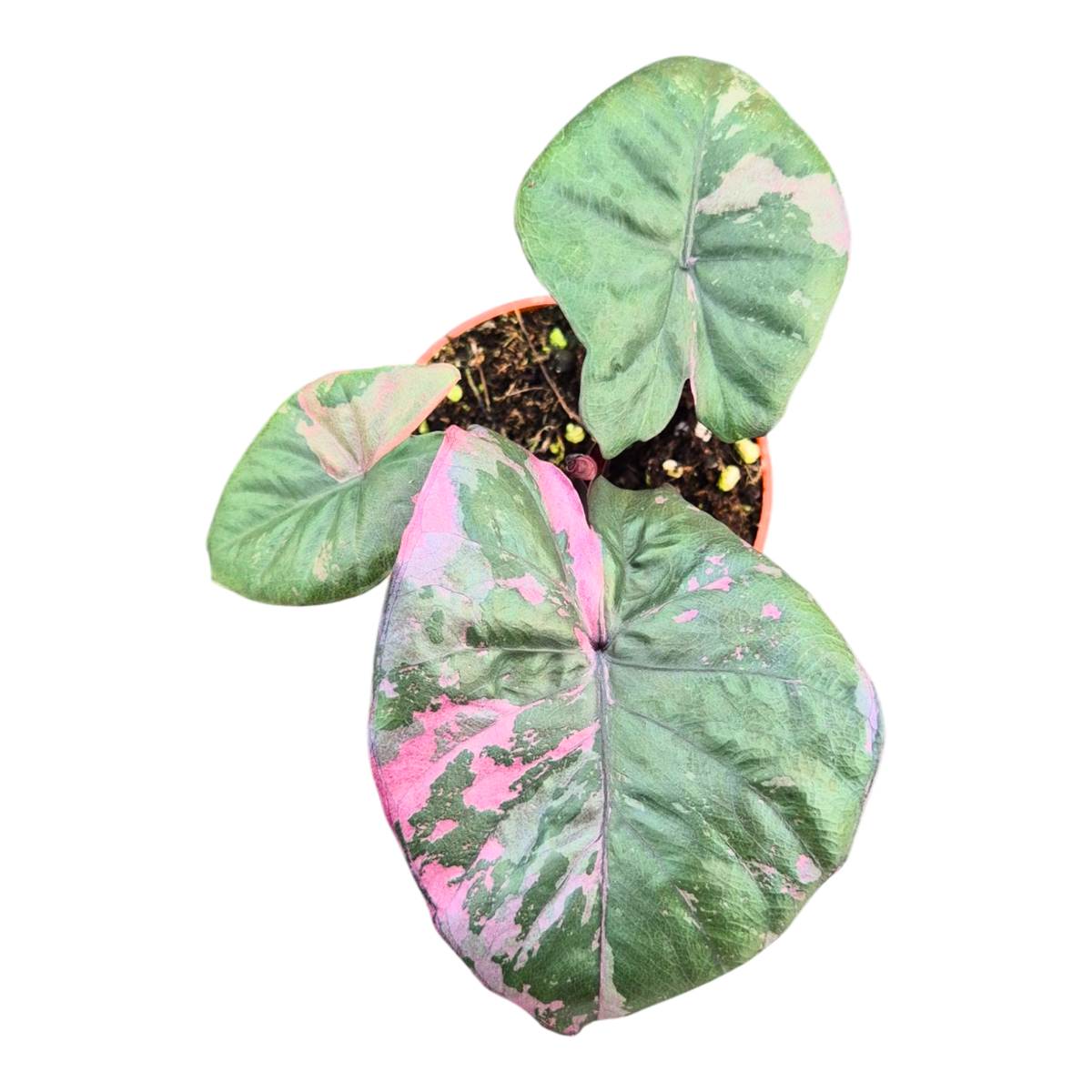 Selected Alocasia Serendipity Variegata