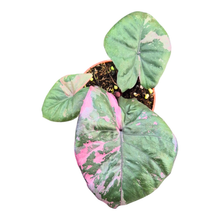Selected Alocasia Serendipity Variegata