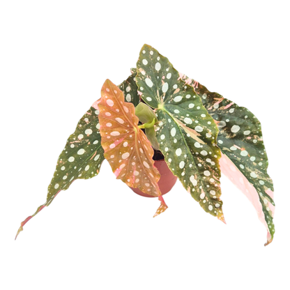 斑葉秋海棠（粉紅變種）