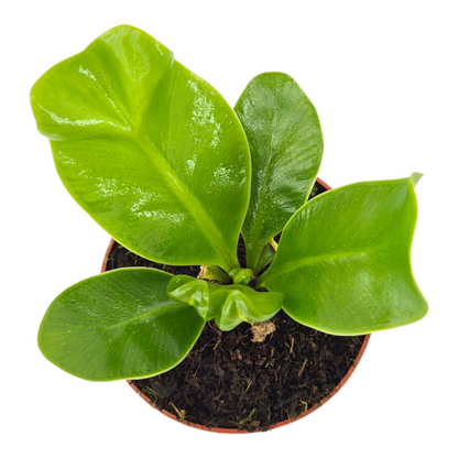 Asplenium Nidus Cobra