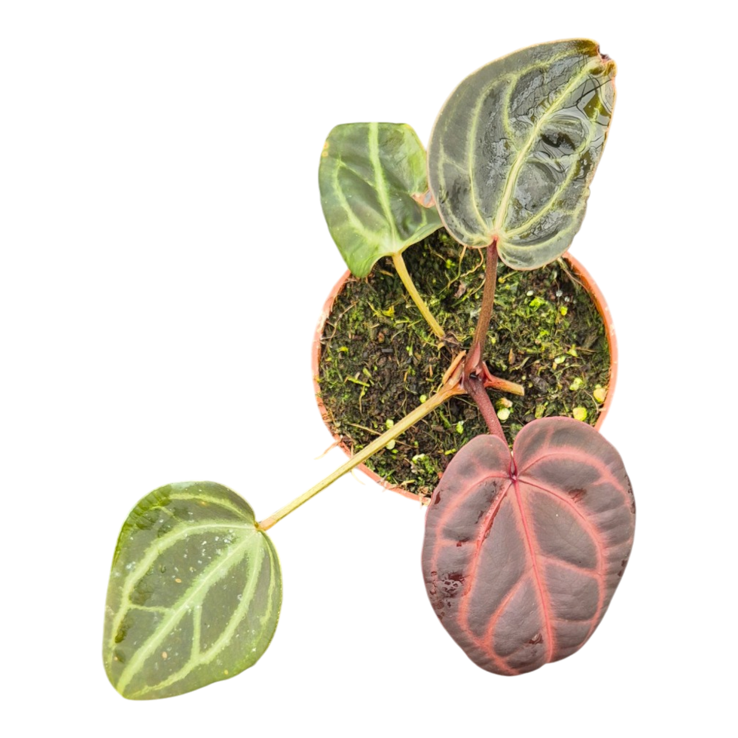 DocBlock Anthurium Red Velvet Cake® '24' X Red Velvet Cake® '24'