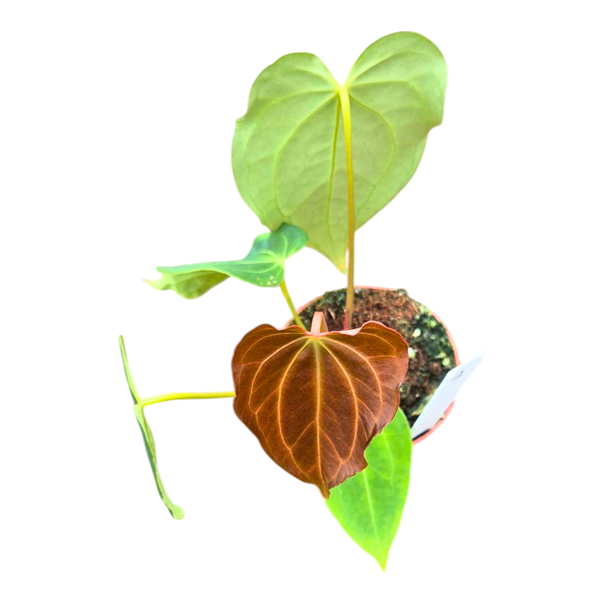 Selected DocBlock Anthurium Black Widow® '43' X Black Widow® '43'