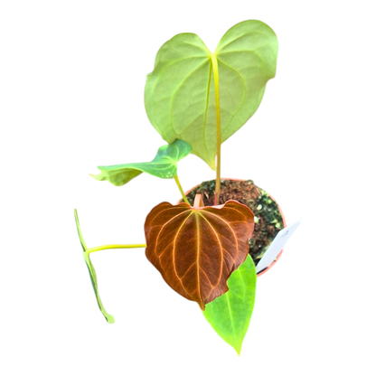 Selected DocBlock Anthurium Black Widow® '43' X Black Widow® '43'