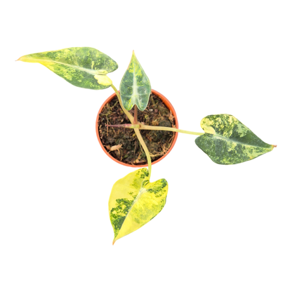 Alocasia Bambino Variegata Aurea