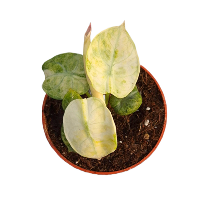 Alocasia Ninja Tricolor