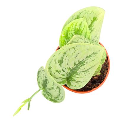 Scindapsus Nangga Senai