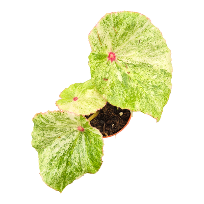 Begonia Rouge Variegata