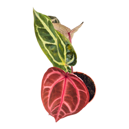DocBlock Anthurium Brown Derby® '39' X Home, Sweet Home® '32'