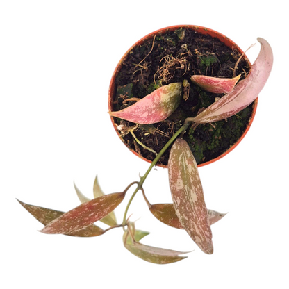 Hoya Lacunosa Laos