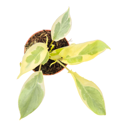 Philodendron Burle Marx White Lava