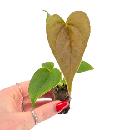 Anthurium Red Beauty