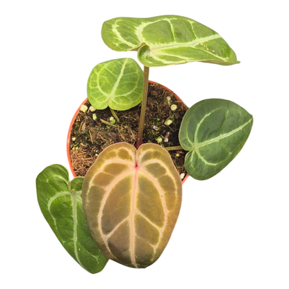 Anthurium Rc x Silver Blush