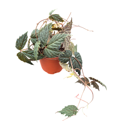 Pterisanthes sp. Papua