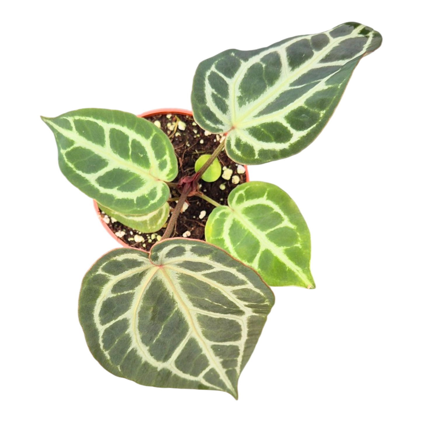 Anthurium Silver Blush Mint x Michelle