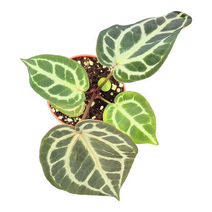Anthurium Silver Blush Mint x Michelle