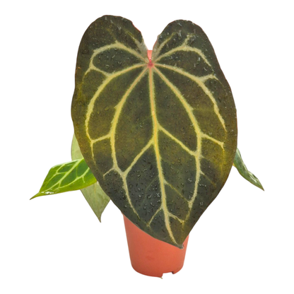 DocBlock Anthurium Angela® '35' X Black Widow® '13'