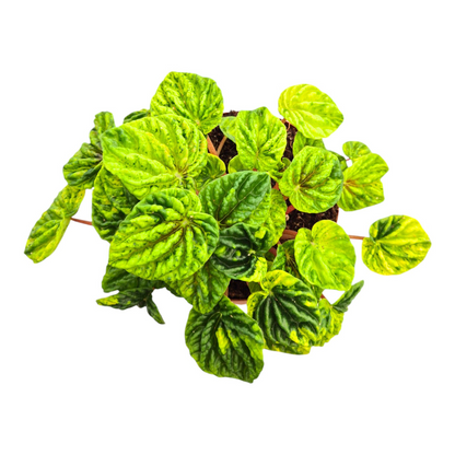 Peperomia Candora® Monet 'LENCANMON'