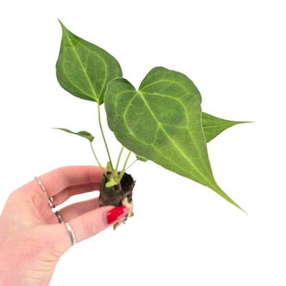 Anthurium Delta Force