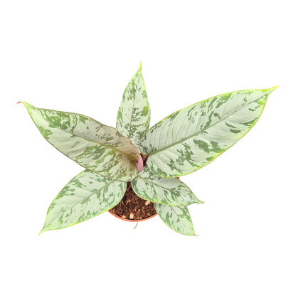 Apoballis Acuminatissima