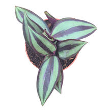 Tradescantia Zebrina