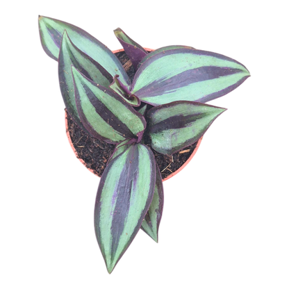 Tradescantia Zebrina
