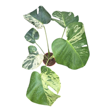 Monstera Bulbasaur Moins Variegata