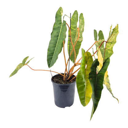 Philodendron Billietiae Variegata *1