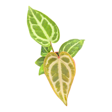 Anthurium Snow Queen