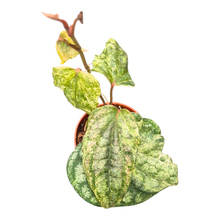 Piper Sylvaticum Variegata