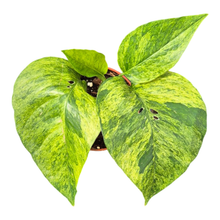 Epipremnum Pinnatum Minze