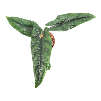 Alocasis Scalprum